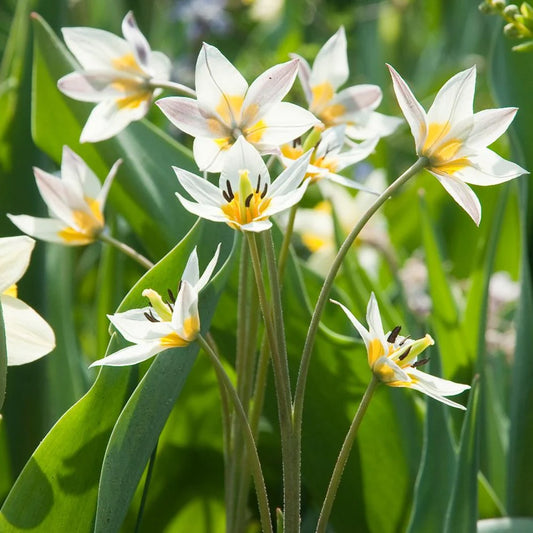 Tulip Turkestanica - Flower Bulb - توليب توركستانيكا