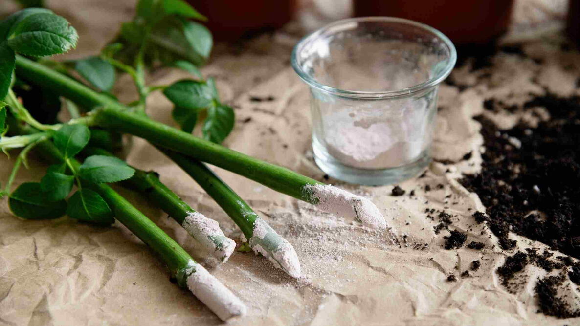 Rooting Powder – ...