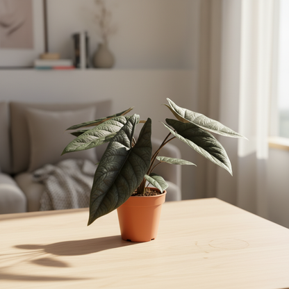 Plant styled on a bright living-room tabletop