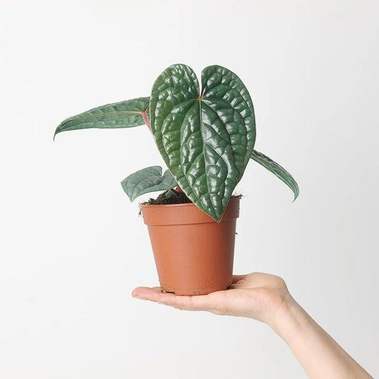 Anthurium Luxurians - Rare Indoor House Plant - نبات داخلي