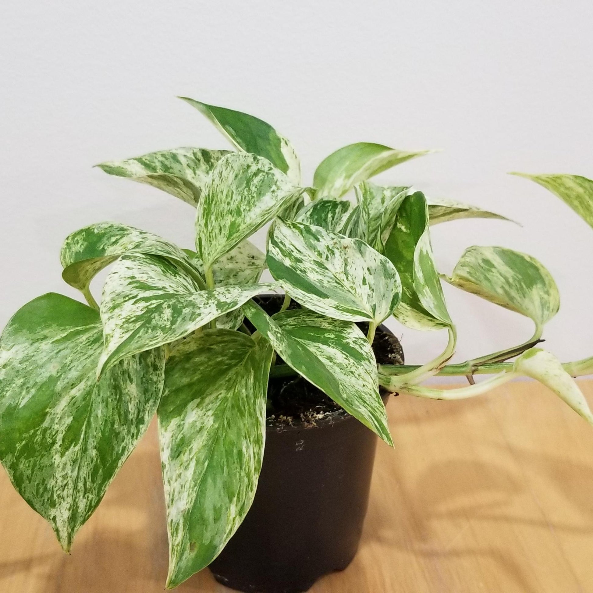 marble king pothos Epipremnum Marble Queen - Varigated Pothos
