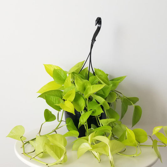 Epipremnum Pinnatum - Golden Pothos -  Hanging Pot - Indoor House Plant -Neon Pothos - نبات داخلي (Copy)