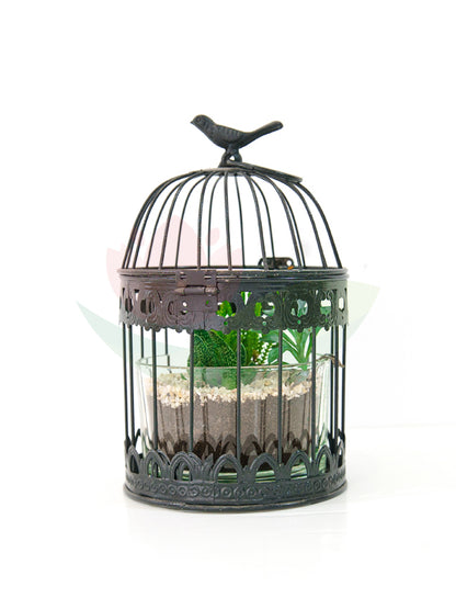 Arrangement -Succulent in Black Birdcage