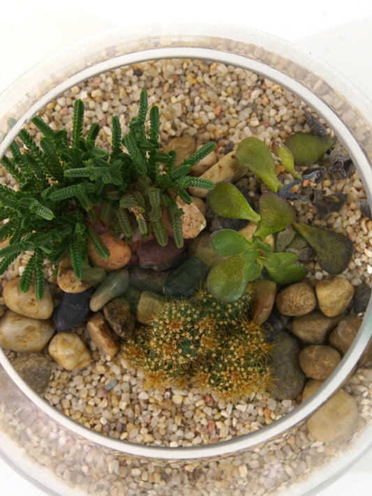 https://plantnpot.com/products/cactus-and-succulent-terrarium-6