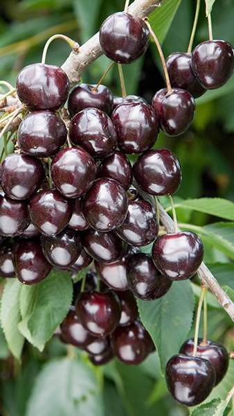 Sweet Cherry Plant 90cm - Prunus Avium Kordia - نبتة الكرز