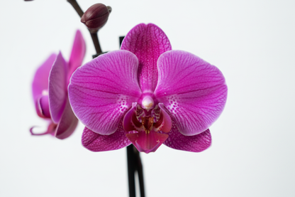 Purple Orchid Flower Close-Up