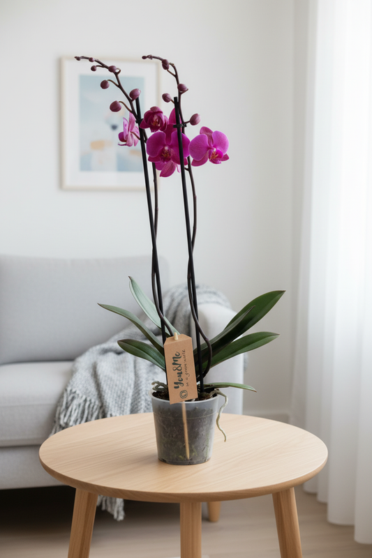 Purple Orchid Scandi Front