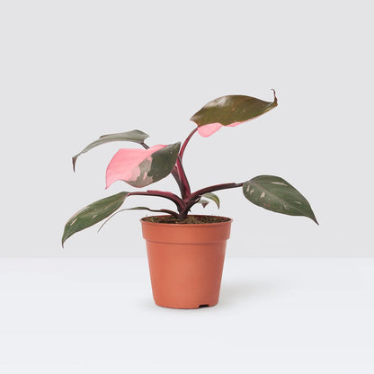 Philodendron Pink Princess - Rare Indoor House Plant - نبات داخلي