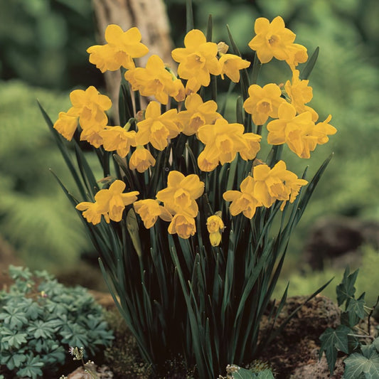 Narcissus Quail - Flower Bulb - نرجس كوايل