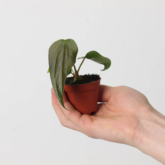 Anthurium Queen of Hearts - Rare Indoor House Plant - نبات داخلي