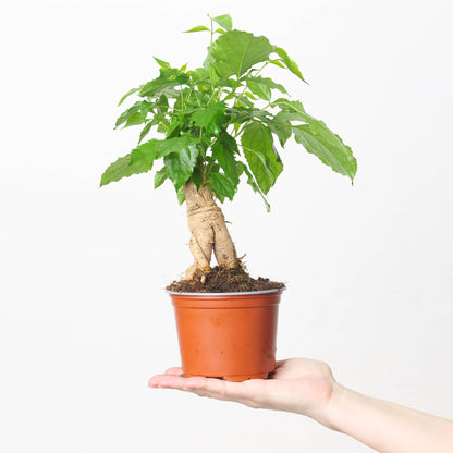 Radermachera Sinica Bonsai showcasing its lush, glossy foliage and compact bonsai-like form, displayed in an indoor setting.