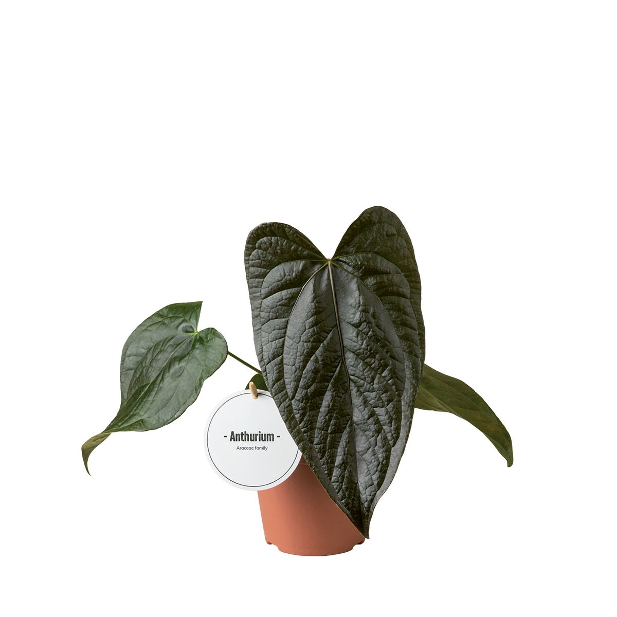 Anthurium Queen O...