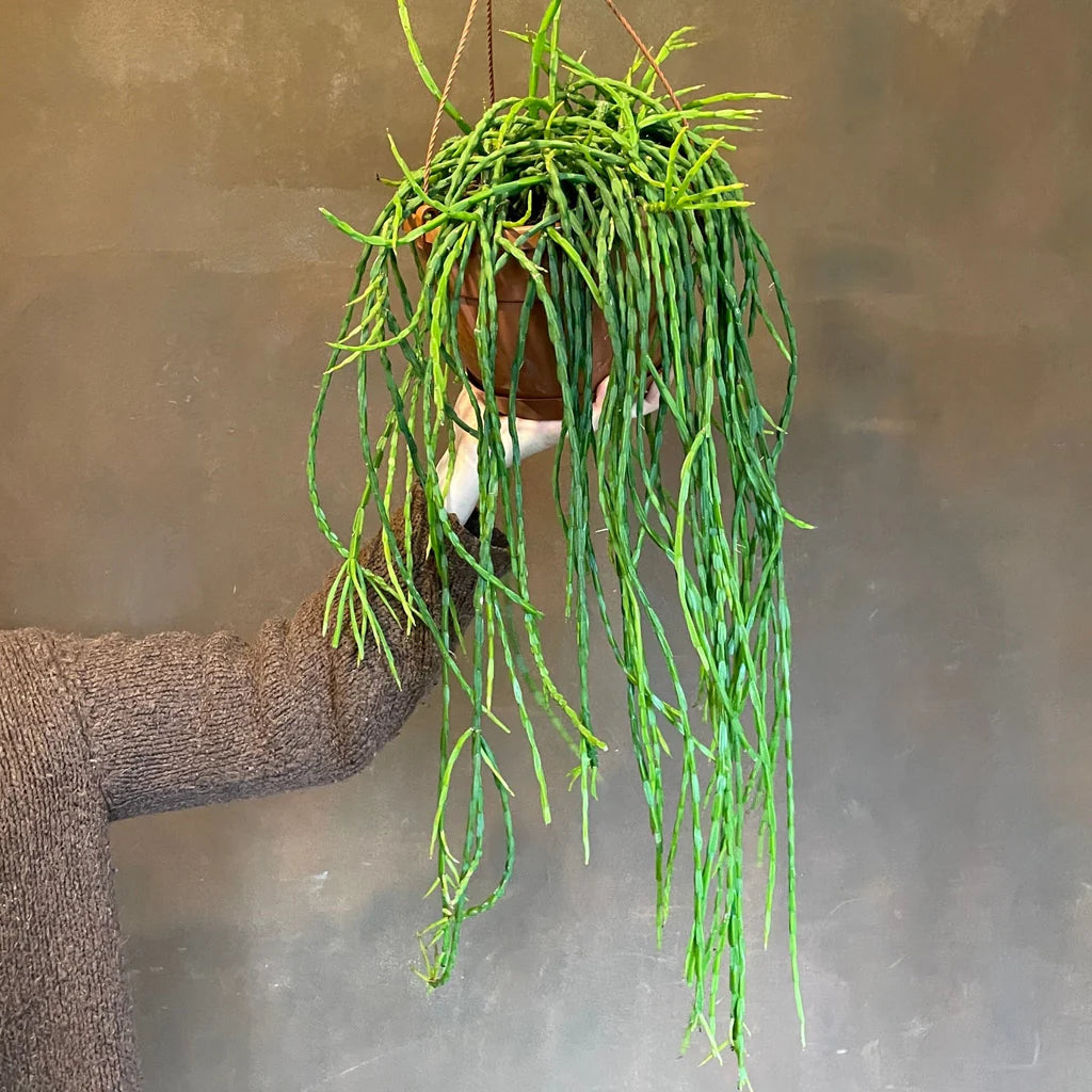 Rhipsalis Paradox...