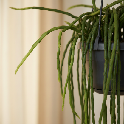 Rhipsalis Paradoxa Minor 'Donna' – Close-up