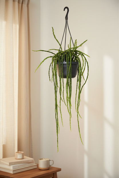 Rhipsalis Paradoxa Minor 'Donna' – Hanging in Bright Living Room