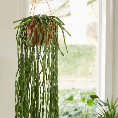 Rhipsalis Paradoxa Minor - Indoor House Plant - نبات داخلي