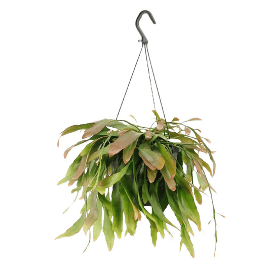 Rhipsalis Red Coral - Indoor House Plant - نبات داخلي