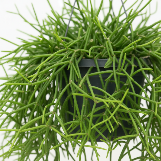 Rhipsalis Shaferi Sharon – Hanging in Bright Living Room