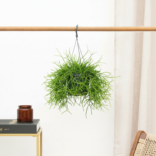 Rhipsalis Shaferi Sharon – Hanging in Bright Living Room
