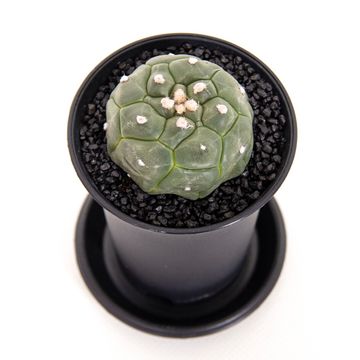 Gymnocalycium Variegata - Cactus mixed - نبات صبّار