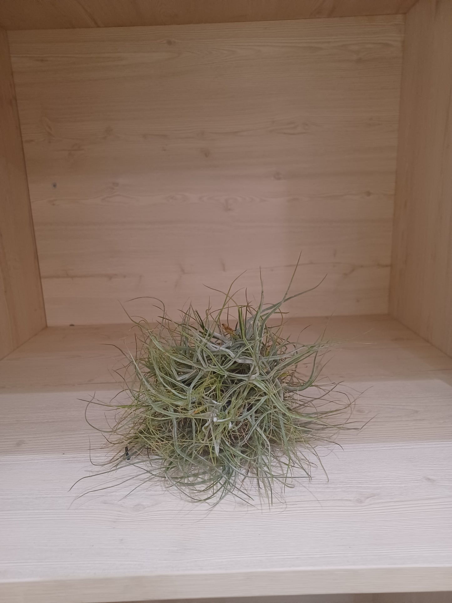 Tillandsia Ionantha Red - Air Plant - Indoor House Plant