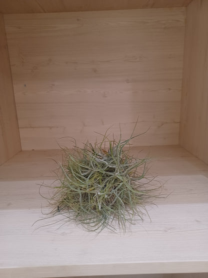 Tillandsia Ionantha Red - Air Plant - Indoor House Plant