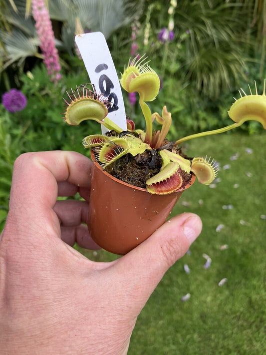 Carnivorous Plant Insect Eating Plant