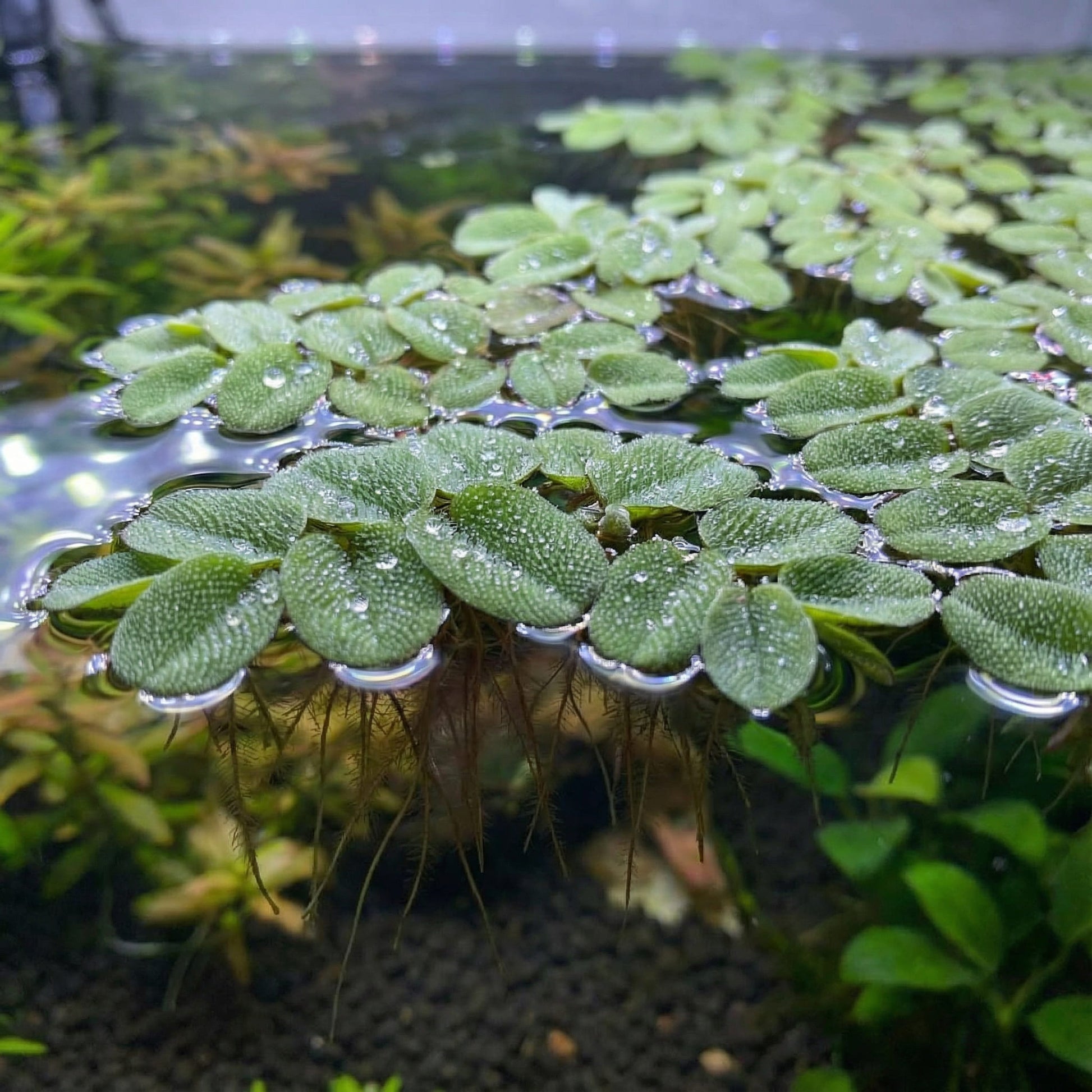 Aquarium Floating...