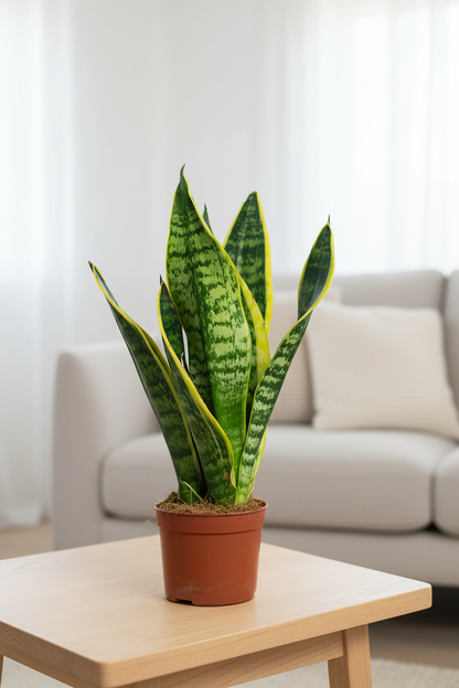 Sansevieria Futura Superba - Tabletop