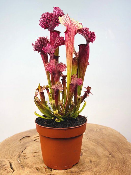 Sarracenia Plant - Insect Eating Plant - Indoor Carnivorous Plant