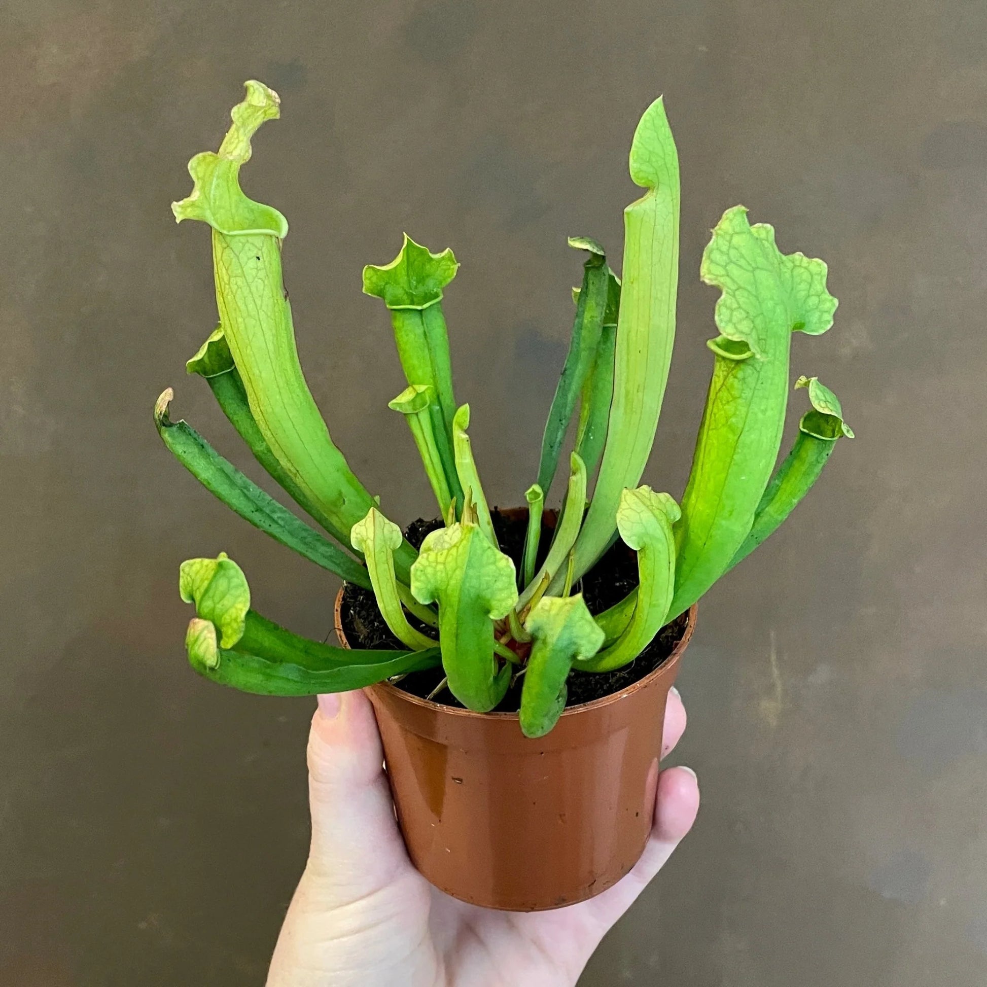 Sarracenia Plant ...