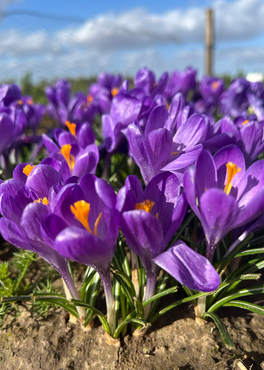 Crocus Blue Ocean - Flower Bulb - كروكوس بلو أوشن