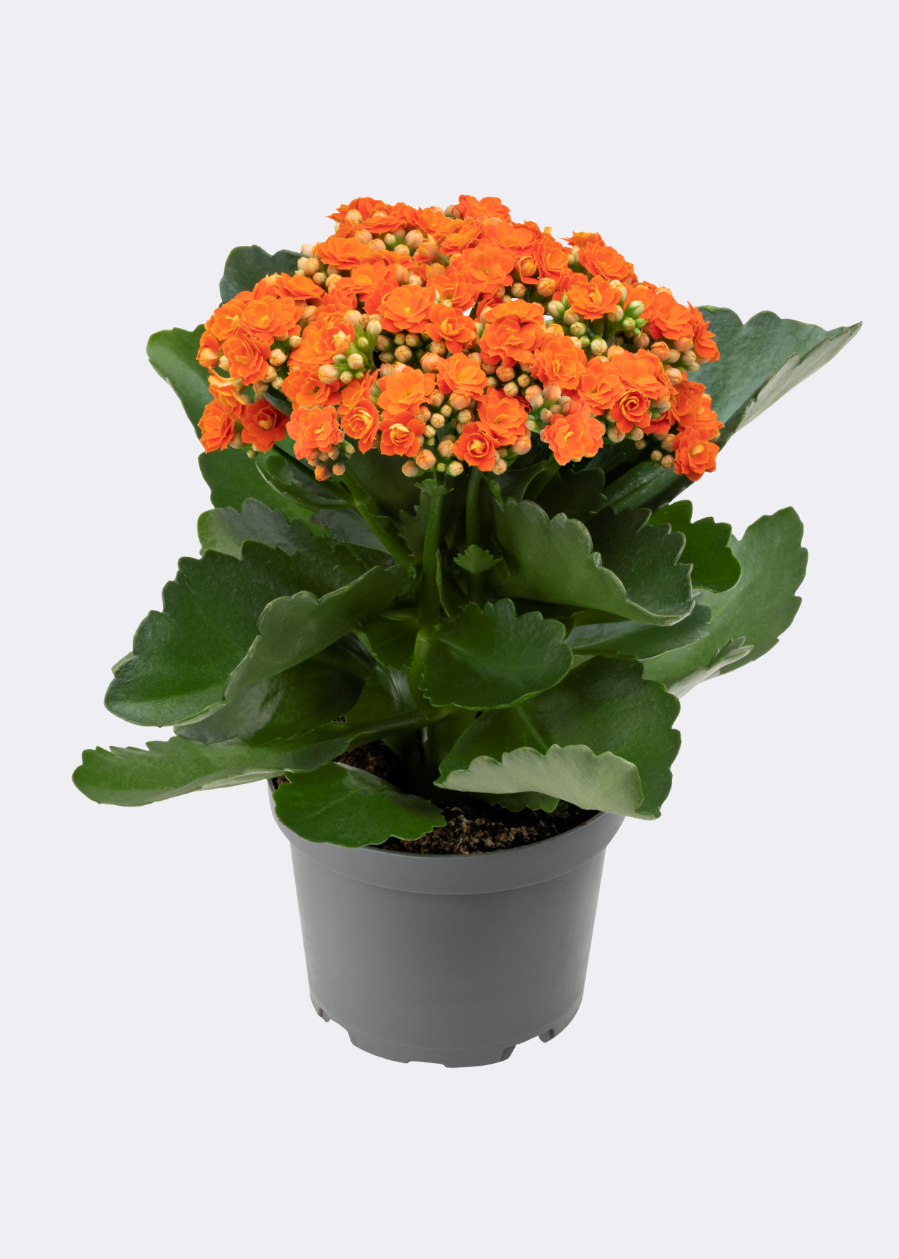 Kalanchoe - Flowering Plant - كالانشو – نبتة مزهرة