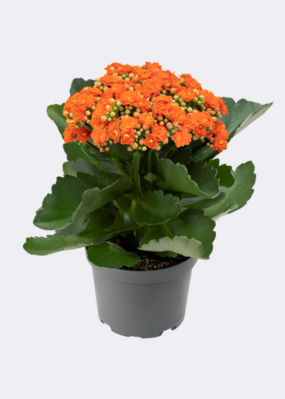 Kalanchoe - Flowering Plant - كالانشو – نبتة مزهرة