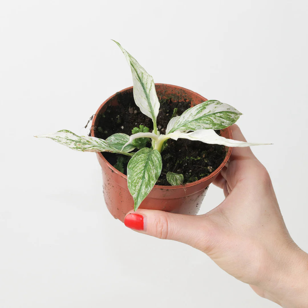 Spathiphyllum Pea...