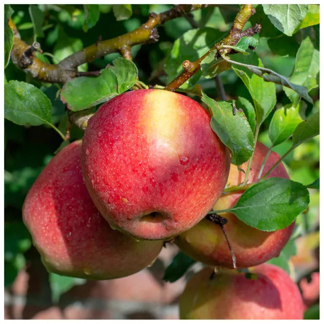 Apple Fruit Tree - Malus Domestica Braeburn - شجرة التفاح