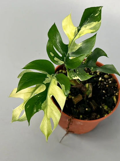 Monstera Minima Variegata - Rare Plant - Indoor Plant - نبات داخلي - نبات المونستيرا