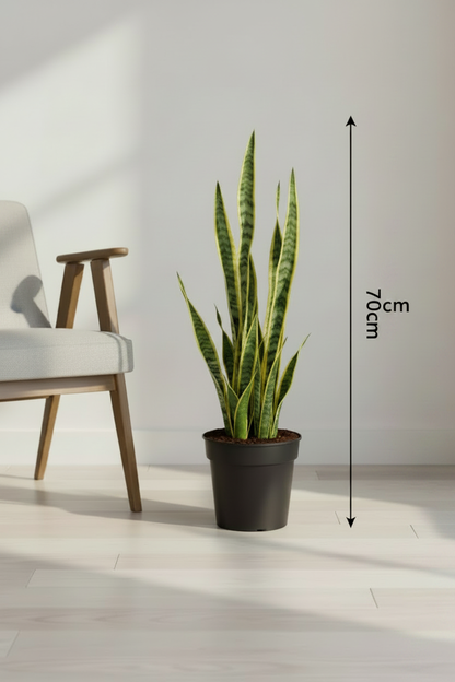 Snake Plant Side View with 70cm Dimension