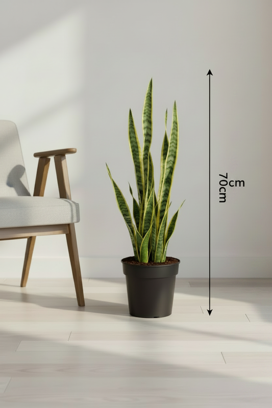 Snake Plant Living Room Setup – Slimmer