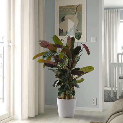 Pearl Essence - White Ceramic Plant Pot - Planter