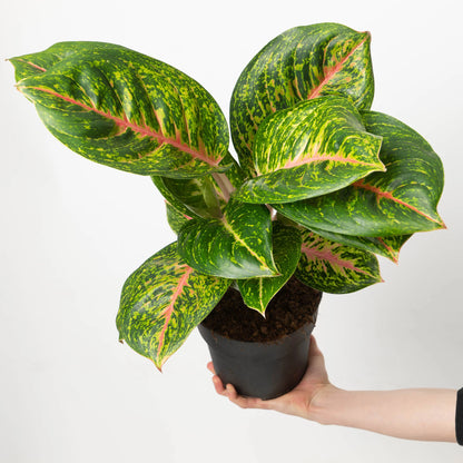 Aglaonema Spring Red - Indoor House Plant - نبات داخلي