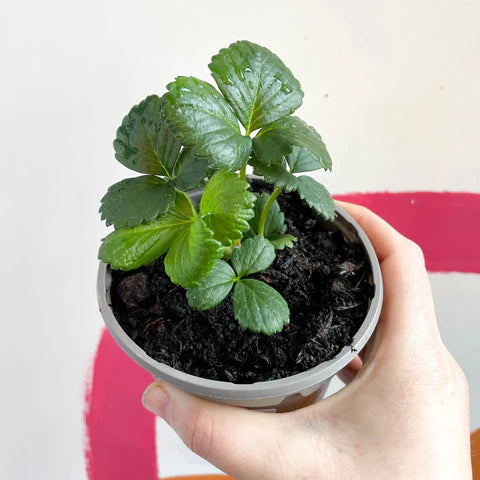 Organic Strawberry Plant - Fragaria Milan - نبتة الفراولة