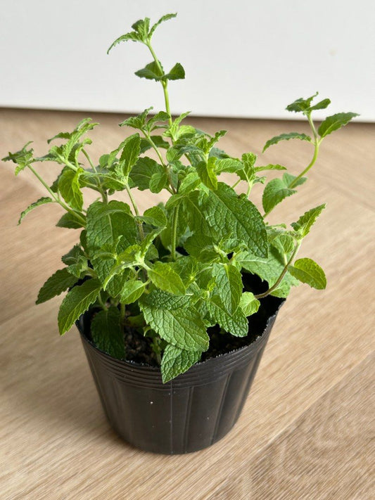 Organic Strawberry Mint Plant - نبات الفراولة والنعناع