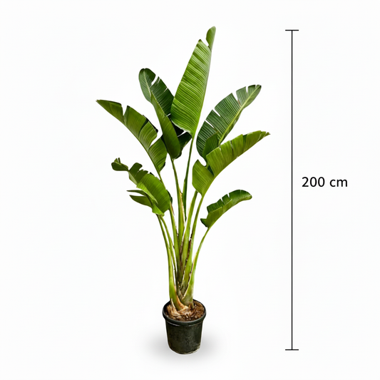 Strelitzia Nicolai in Living Room