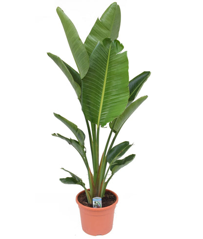 The Strelitzia Nicolai Bird of Paradise Plant is an indoor house plant with impressive height and charm. This robust species is ideal for any home, with a substantial 170cm size that adds exotic beauty to any interior. Buy from our online shop in Kuwait now to enjoy fast delivery.
