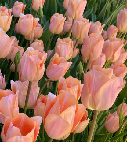 Tulip Triumph Apricot Beauty - Flower Bulb - توليب