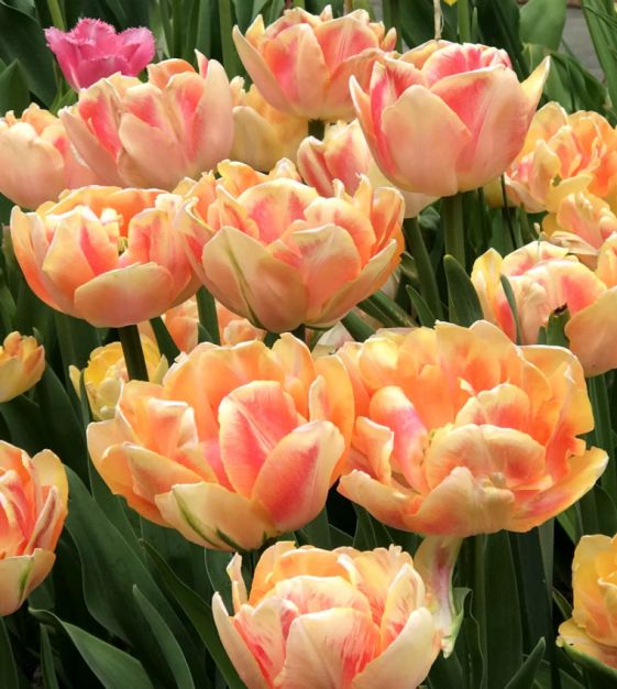 Tulip Double Early Foxy Foxtrot - Flower Bulb - توليب