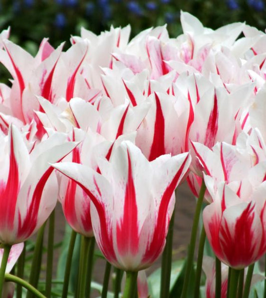 Tulip Lily flowering Marilyn - Flower Bulb - توليب