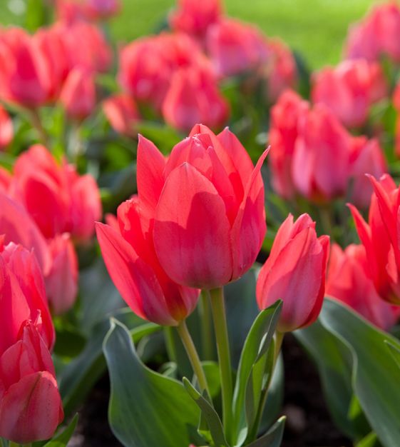 Tulip Toronto - Flower Bulb - توليب تورونتو