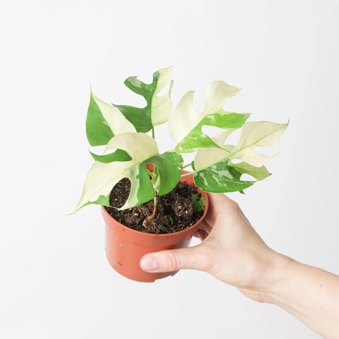 Rhaphidophora Tetrasperma Variegata - Rare Indoor House Plant - نبات داخلي